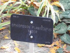 Ophiopogon planiscapus