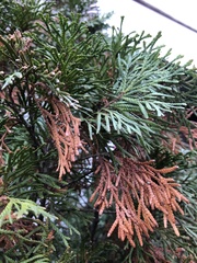 Pestalotiopsis funerea