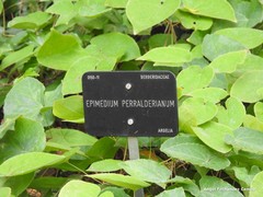 Epimedium perralderianum