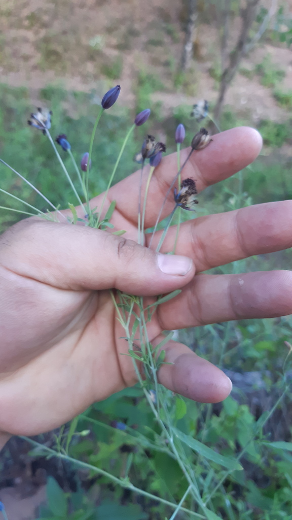 Porophyllum coloratum