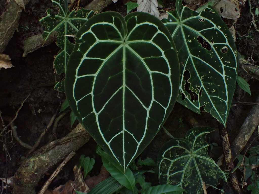 Anthurium crystallinum velvet leaf with bright white veins
