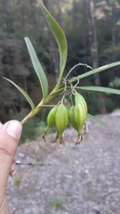 Epidendrum vandifolium