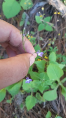 Lobelia cordifolia