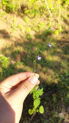 Lobelia cordifolia