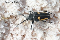 Calocomus desmarestii