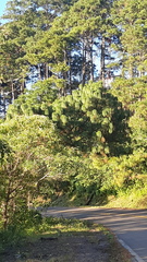 Pinus maximinoi