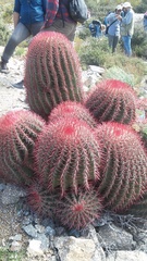 Ferocactus pilosus