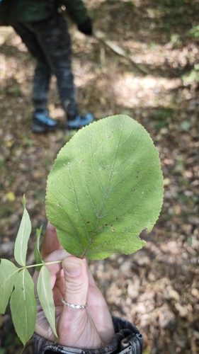Wayfaring-tree