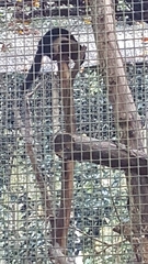 Callosciurus prevostii