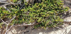 Pimelea serpyllifolia