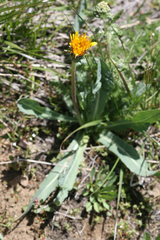 Agoseris aurantiaca