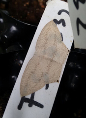 Acropteris ciniferaria