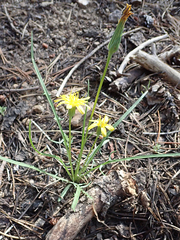 Microseris nutans