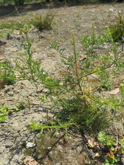 Lepidium bonariense