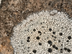 Lecidea lithophila