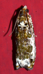 Proteoteras naracana
