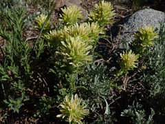 Castilleja applegatei breweri