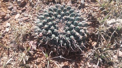 Mammillaria uncinata
