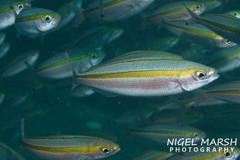 Pterocaesio digramma