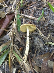 Bolbitius titubans image