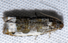Proteoteras naracana