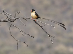 Vidua regia