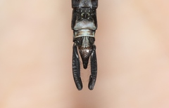 Rhionaeschna dugesi