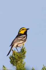 Setophaga chrysoparia