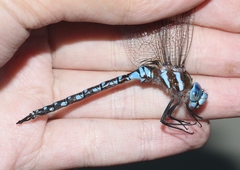 Rhionaeschna dugesi
