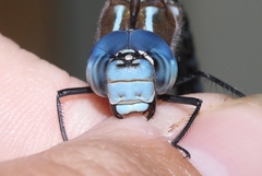 Rhionaeschna dugesi