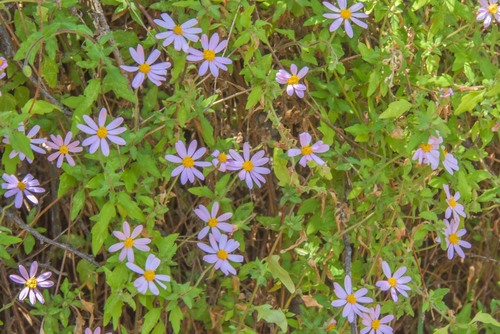 Felicia petiolata
