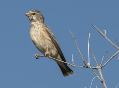 Crithagra atrogularis