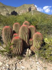 Ferocactus pilosus