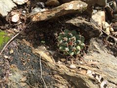 Mammillaria boelderliana