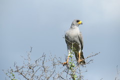 Melierax poliopterus