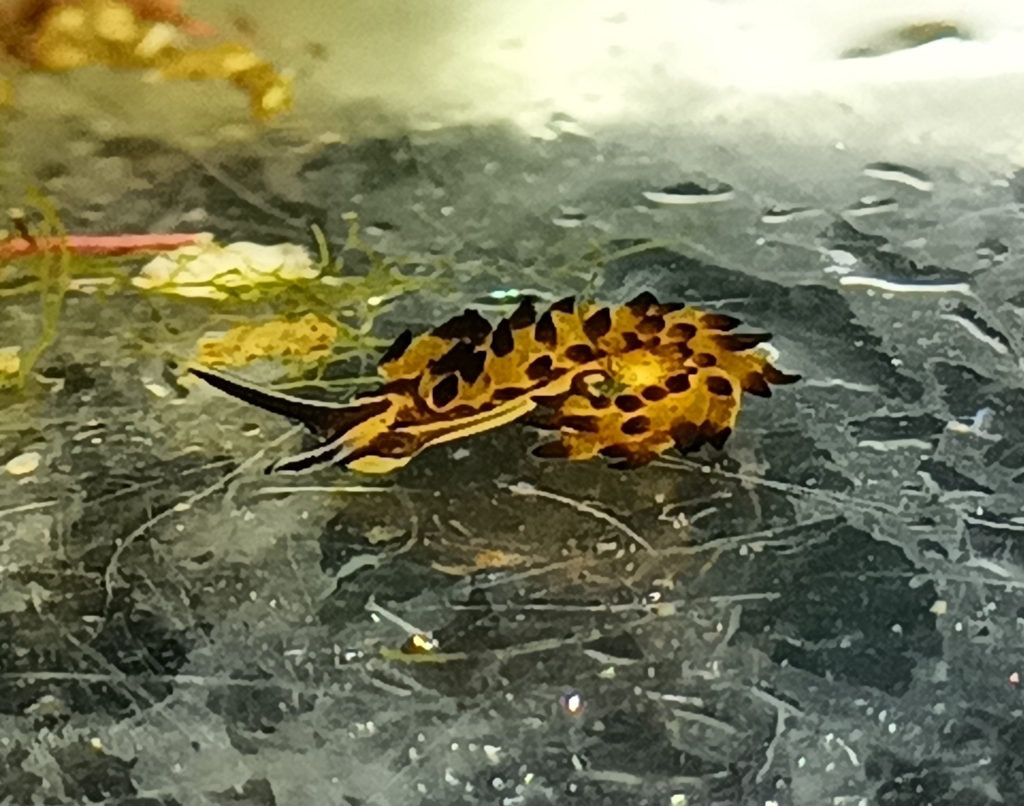 Placida cremoniana