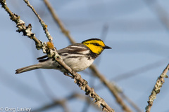 Setophaga chrysoparia