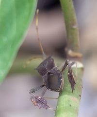 Leptoglossus stigma