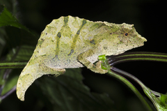Moyer's Pygmy Chameleon photo 2