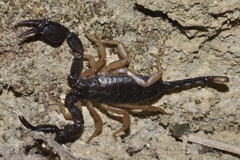 Euscorpius flavicaudis