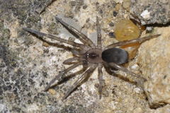 Filistata insidiatrix