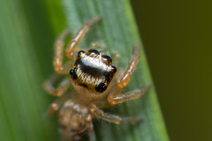 Yaginumaella lobata