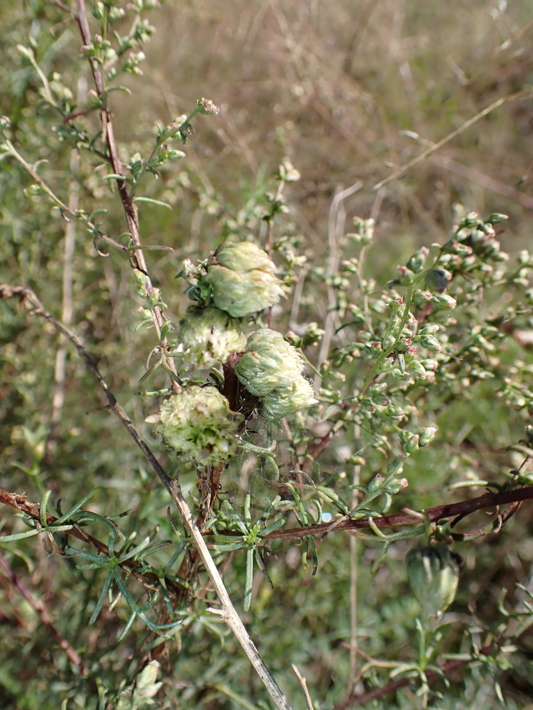 Rhopalomyia artemisiae