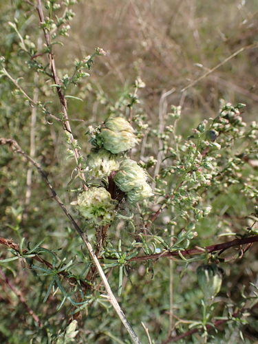 Rhopalomyia artemisiae