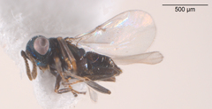Psyllaephagus pilosus