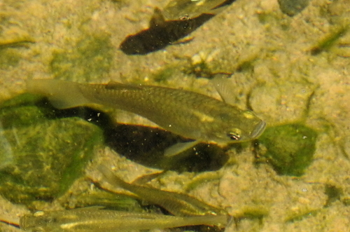 Poecilia mexicana
