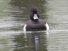Aythya fuligula