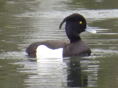 Aythya fuligula