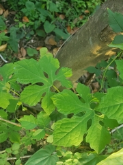 Momordica charantia