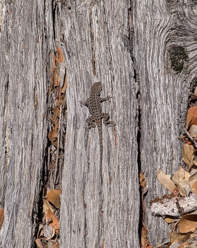 iNaturalist observation photo of Western Fence Lizard